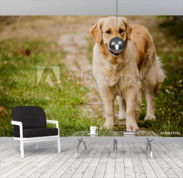 Picture of Wesoy golden retriever